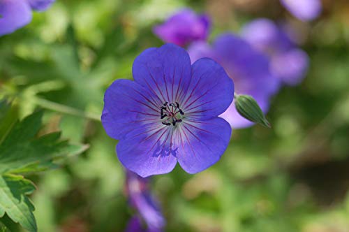 A close-up image of a blue flower, presumably part of the Rozanne Cranesbill Geranium, with green foliage in the background.