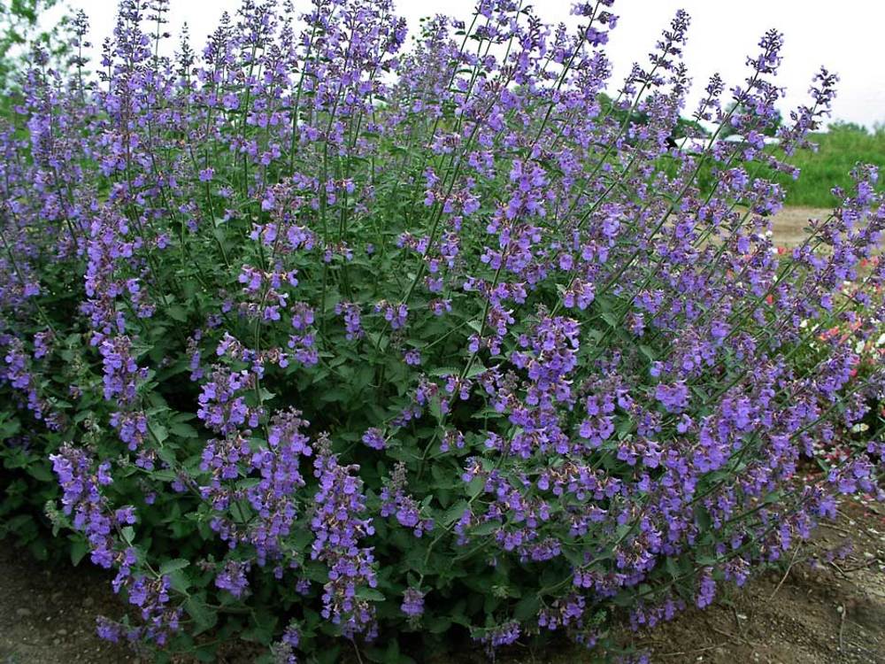 A close-up image of a catmint plant with blue flowers and green foliage.