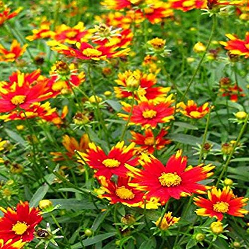 A close-up image of a group of vibrant red and yellow flowers with green foliage.