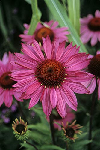 A close-up image of a pink Coneflower with a greenish center and orange shading, in bloom.