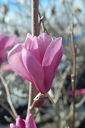 A close-up image of a pink magnolia flower with visible petals and stamens, likely a Jane Magnolia variety.
