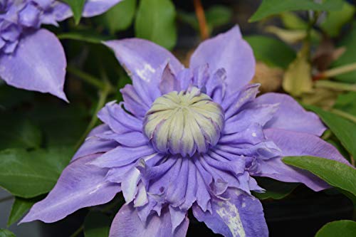 A close-up image of a purple double clematis flower with a green center.
