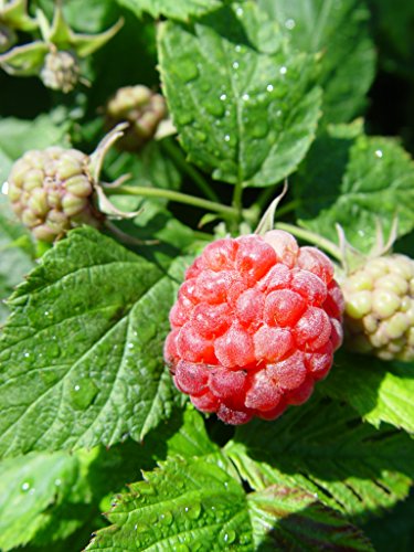 A close-up image of a ripe raspberry on a bush with green leaves in the background.