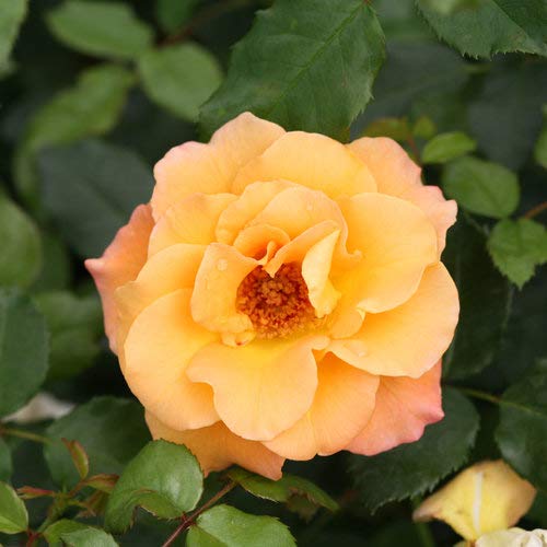 A close-up image of a single orange rose with a yellow center, surrounded by green foliage.