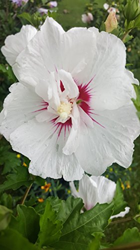 A close-up image of a white Rose of Sharon flower with a purple center, part of the plant's semi-double white blossoms.