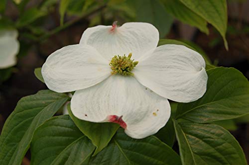 A close-up image of a white flowering dogwood flower with green leaves in the background.