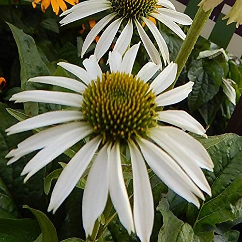 A close-up image of a white swan coneflower with green foliage in the background.