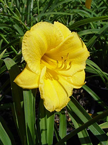 A close-up image of a yellow daylily flower with a blurred green background.