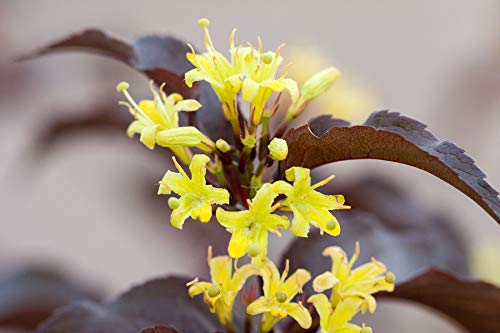 A close-up image of a yellow flowering shrub with purple-red foliage in the background, likely part of the Diervilla species, blooming in a garden setting.