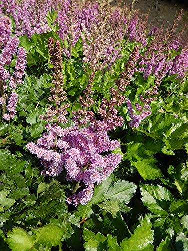 A close-up image of an Astilbe plant with deep red buds and pinkish-red flowers.