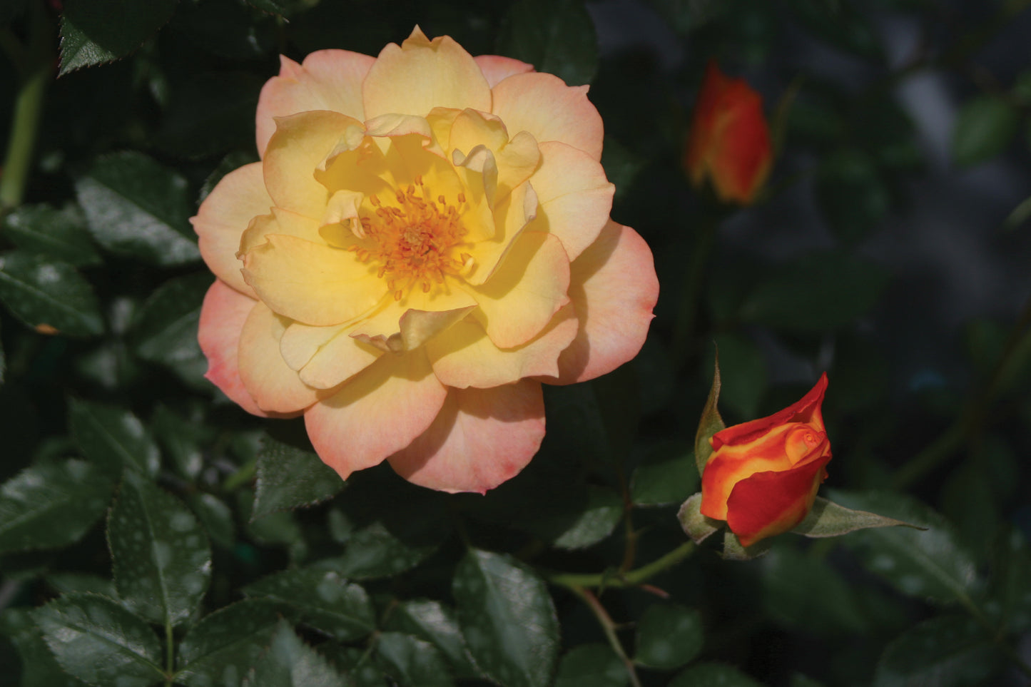 A close-up image of an Italian Ice rose with yellow petals that are slightly pink at the edges, and an orange center.