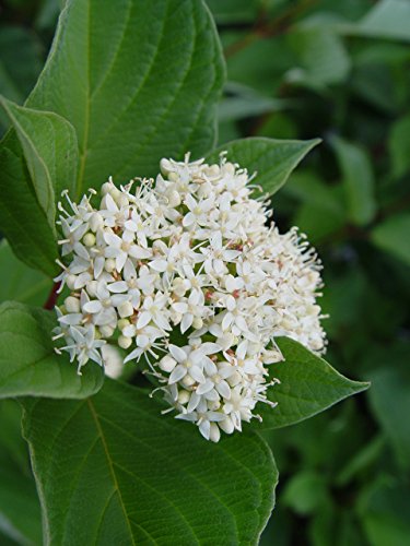 A close-up of Bailey's Red Twig Dogwood flowers with green leaves in the background.