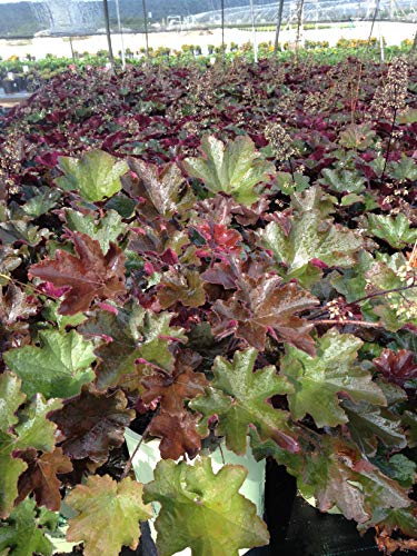A close-up of Heuchera villosa 'bronze wave' with its dark bronze to purple foliage, taken from a slightly elevated angle to show the texture and color of the leaves.