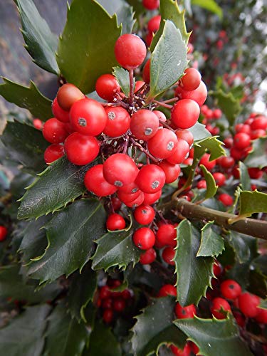 A close-up of a Holly plant with vibrant red berries and dark green leaves.
