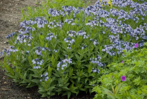 A close-up of a flowering plant with blue flowers and green foliage, likely to be Blue Ice Star Flower, with a background of more blue flowers.