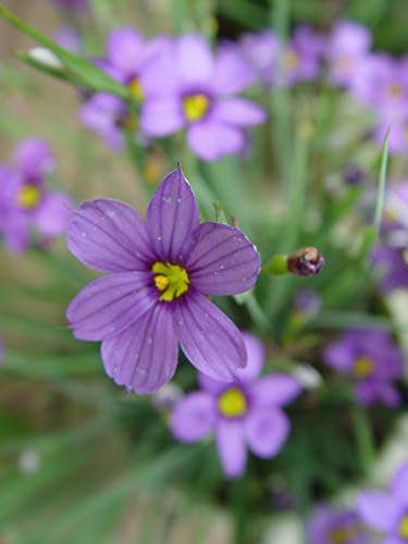 A close-up of blue-eyed grass flowers with narrow, green, iris-like foliage.