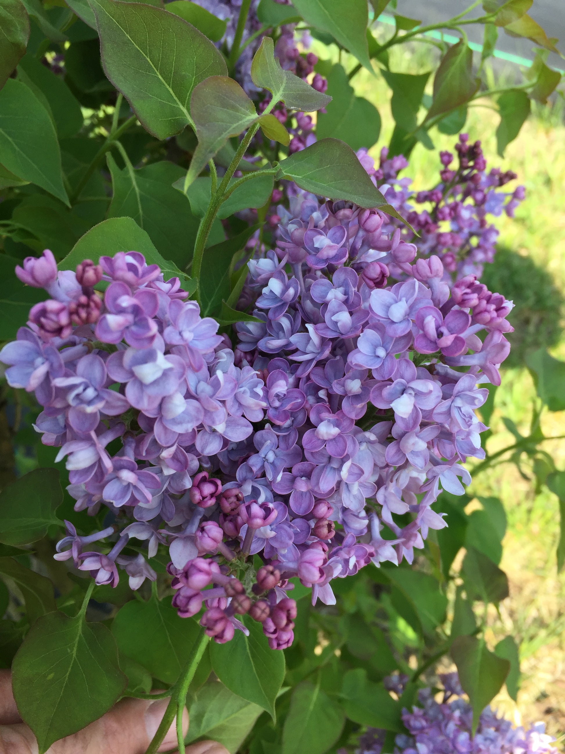 A close-up of lavender-blue flowers on a lilac shrub.