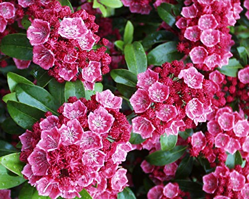 A close-up of pink flowers on the Nathan Hale Mountain Laurel shrub.