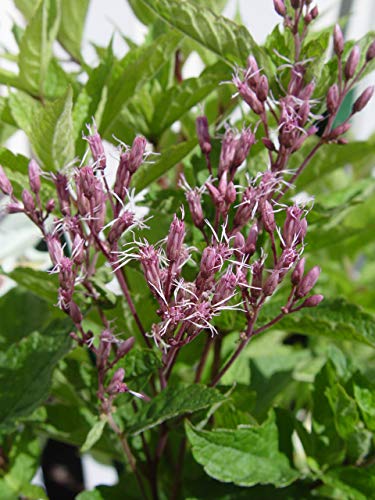 A close-up of the Little Joe Pye Weed with purple flowers and green foliage in the background.