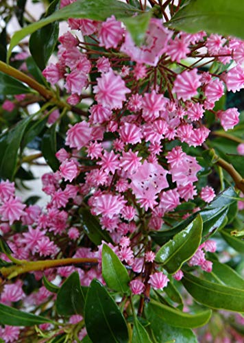 A close-up of the Pink Charm Mountain Laurel plant showing its deep pink flowers and green leaves.
