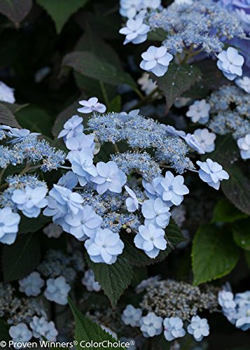A close-up of the Tiny Tuff Stuff™ Mountain Hydrangea showing its blue/pink lace cap flowers.