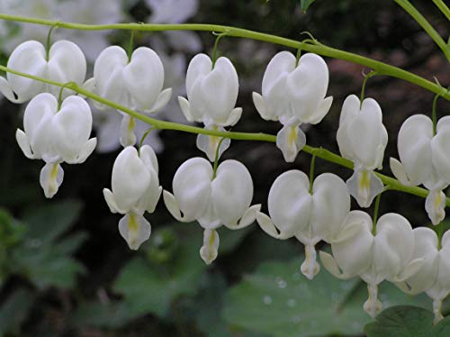 A close-up of white bleeding heart flowers with green foliage in the background.
