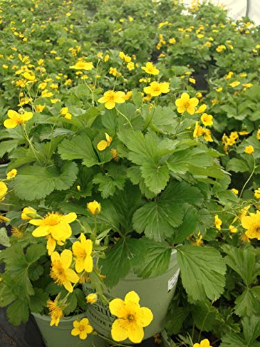 A close-up of yellow flowers from a Barren Strawberry plant, with green foliage in the background.