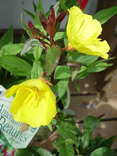 A close-up of yellow flowers on a plant, with green leaves and bronze colored foliage in the background.