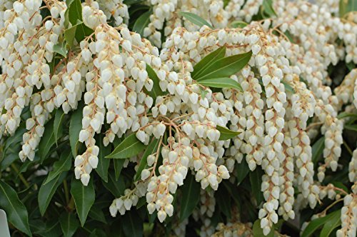 A close‑up of a plant with clusters of small white bell‑shaped flowers and glossy green leaves