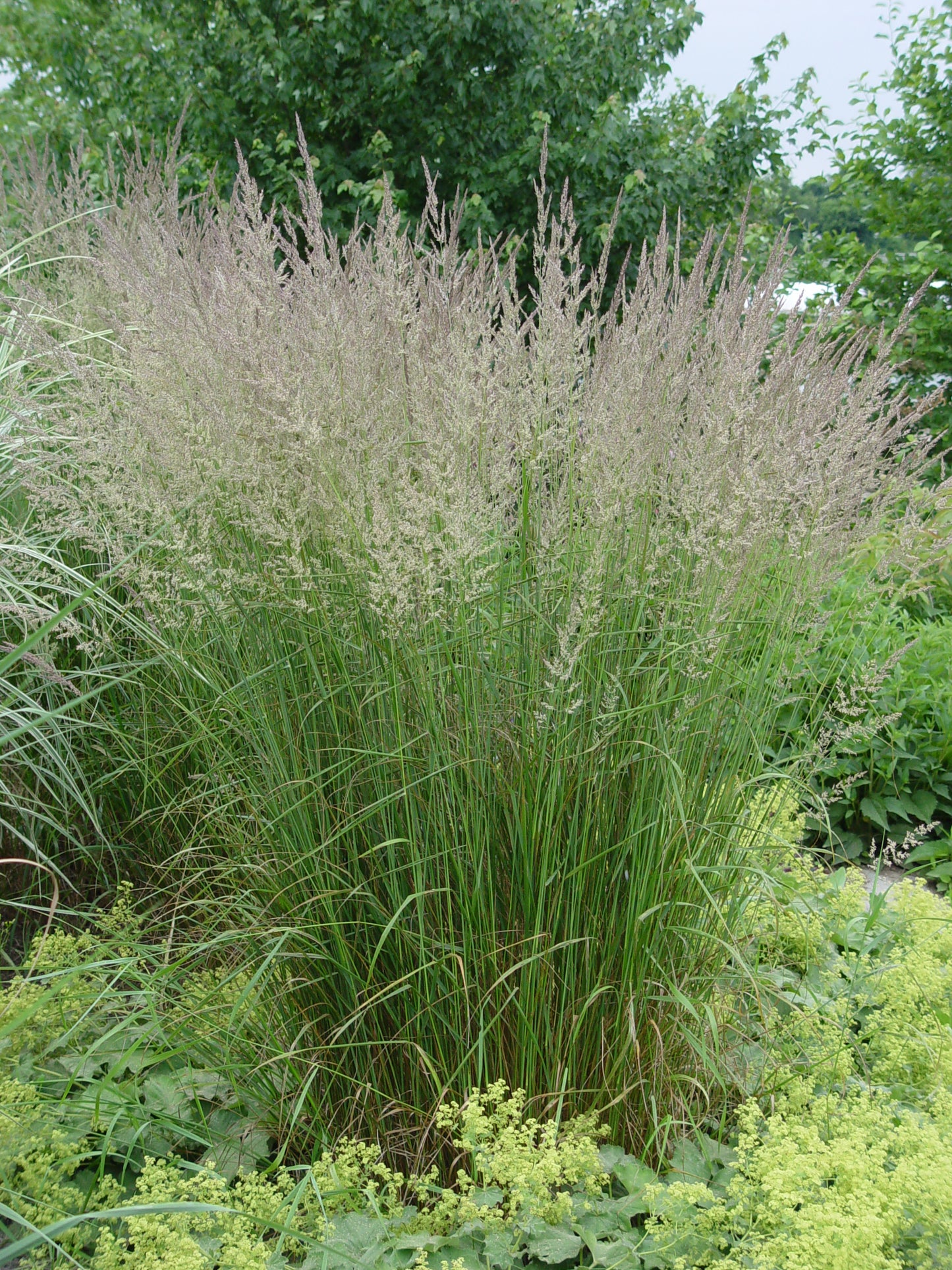 A clump of Karl Foerster Feather Reed Grass with green foliage, showing the plant's tall, slender stalks and feathery leaves.