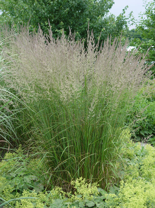 A clump of Karl Foerster Feather Reed Grass with green foliage, showing the plant's tall, slender stalks and feathery leaves.