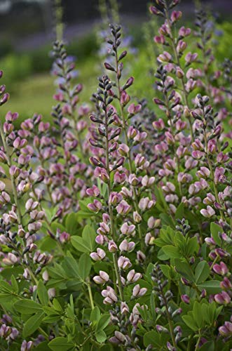 A cluster of Baptisia 'Pink Truffles' False Indigo plants with soft pink flowers and deep green foliage.