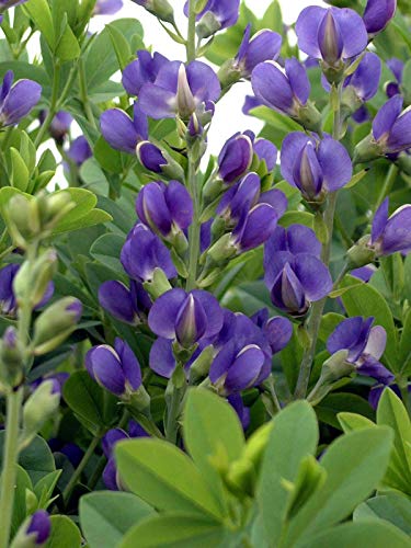 A cluster of Baptisia australis, commonly known as blue false indigo, with tall, upright stems and pea-like blue flowers.