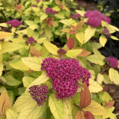 A cluster of Double Play Candy Corn Spirea plants with bright orange, yellow, and green foliage and small purple flowers.
