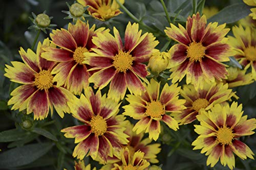 A cluster of Enchanted Eve Tickseed plants with compact mounds of medium green foliage and yellow blossoms with a red eye.