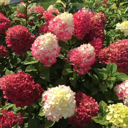 A cluster of Little Lime Punch® Panicle Hydrangea plants with football-shaped blooms in various shades of pink, white, and red.