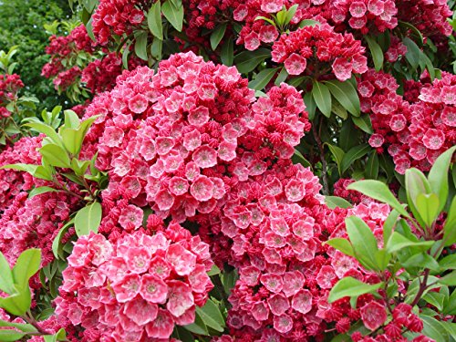 A cluster of Sarah Mountain Laurel plants with deep pinkish-red flowers and green foliage.