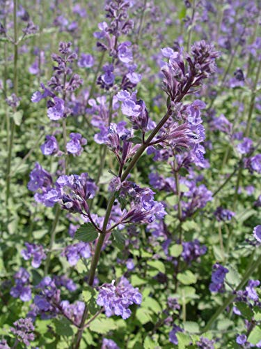 A cluster of blue flowers from the 'Blue Wonder' catmint plant.