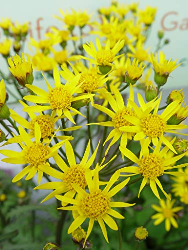 A cluster of bright yellow Golden Ragwort flowers