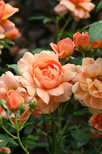 A cluster of orange roses in full bloom with green leaves in the background.
