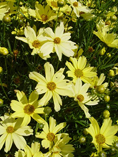 A cluster of pale yellow daisy flowers with green foliage.