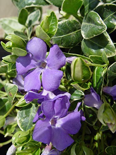 A cluster of periwinkle plants with variegated leaves and deep blue flowers.