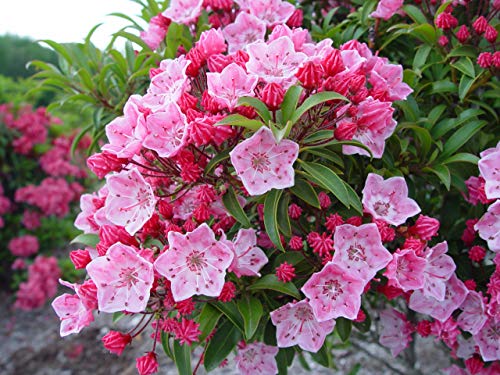A cluster of pink flowers on a Mountain Laurel shrub.
