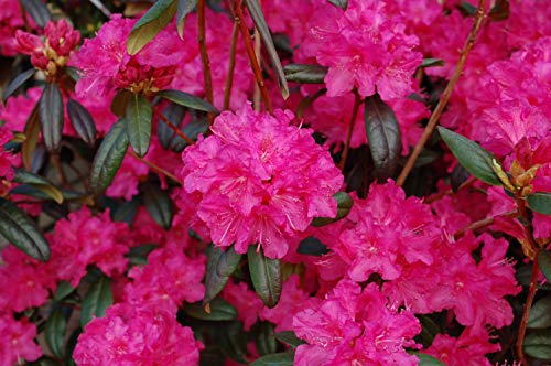 A cluster of pinkish red flowers blooming on a Rhododendron shrub.