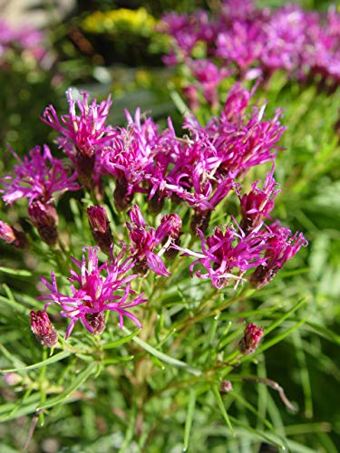 A cluster of purple, daisy-like flowers on a green plant, likely to be Vernonia 'Iron Butterfly', a type of ironweed.