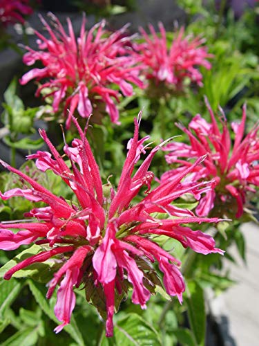 A cluster of raspberry wine bee balm plants with deep pink flowers.