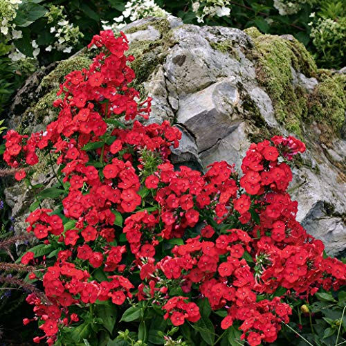 A cluster of red Phlox flowers, known as Volcano Red, blooming in a garden setting with green foliage and a rocky background.