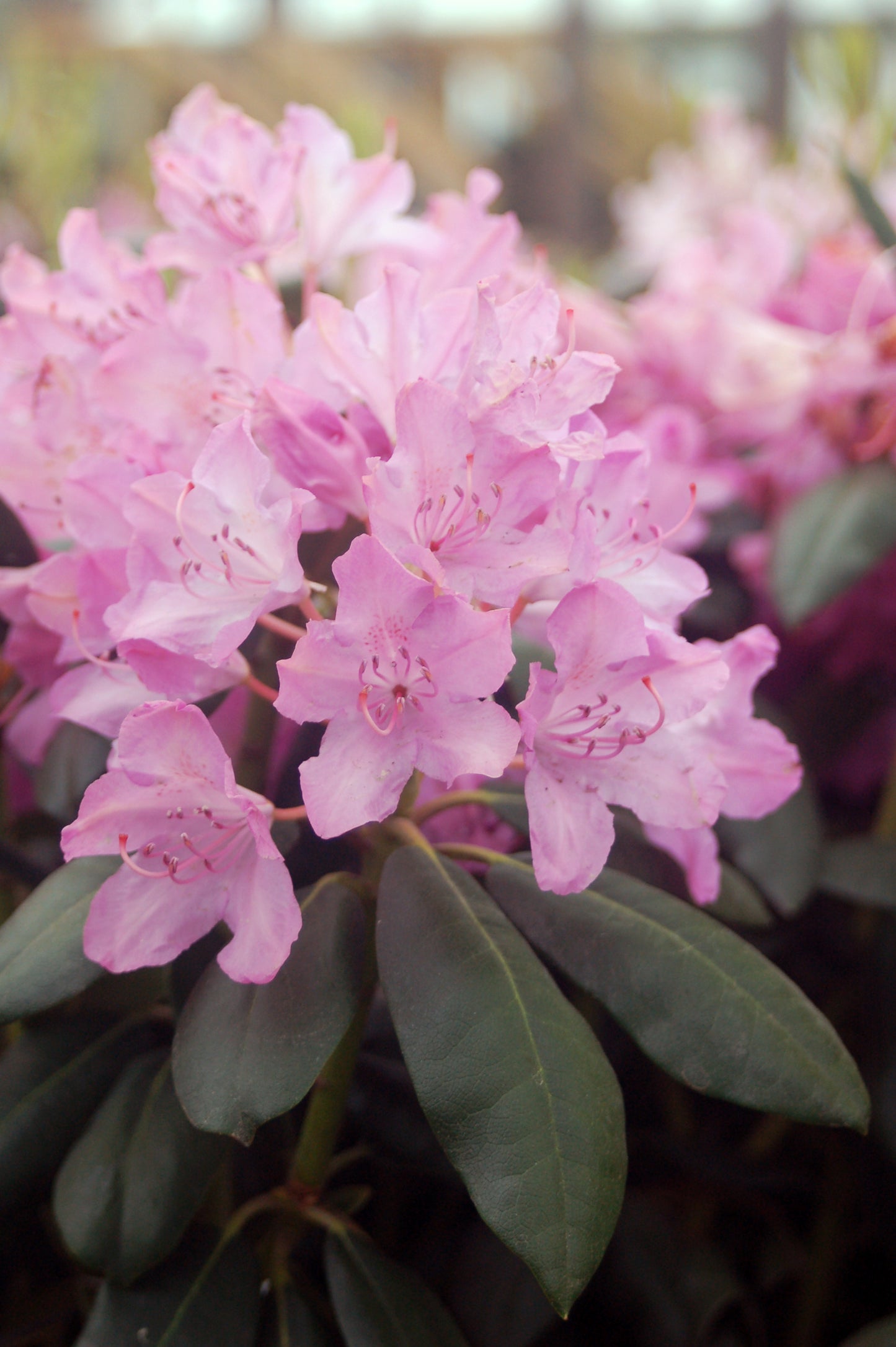 A cluster of rose-pink Rhododendron flowers with green foliage in the background.