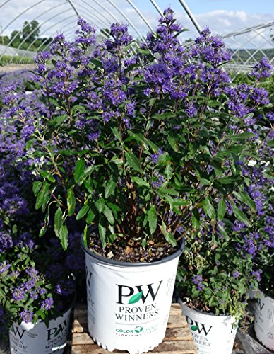 A cluster of tall, leafy perennial plants with small purple flowers in a white nursery pot