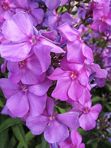 A cluster of vibrant blue phlox flowers with a green foliage in the background.